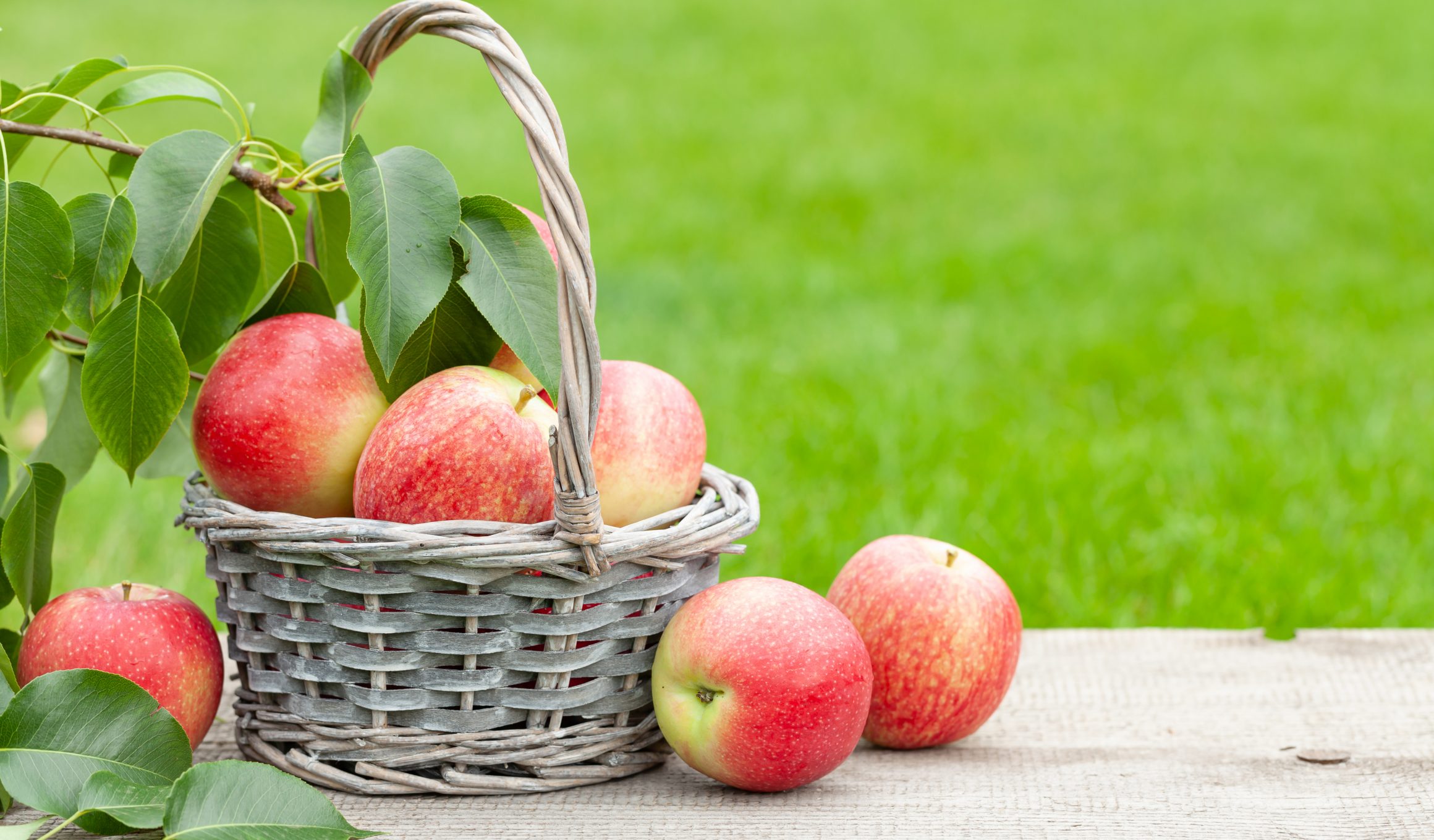 How to Dry Flowers + 14 Dried Flower Petal Projects Garden