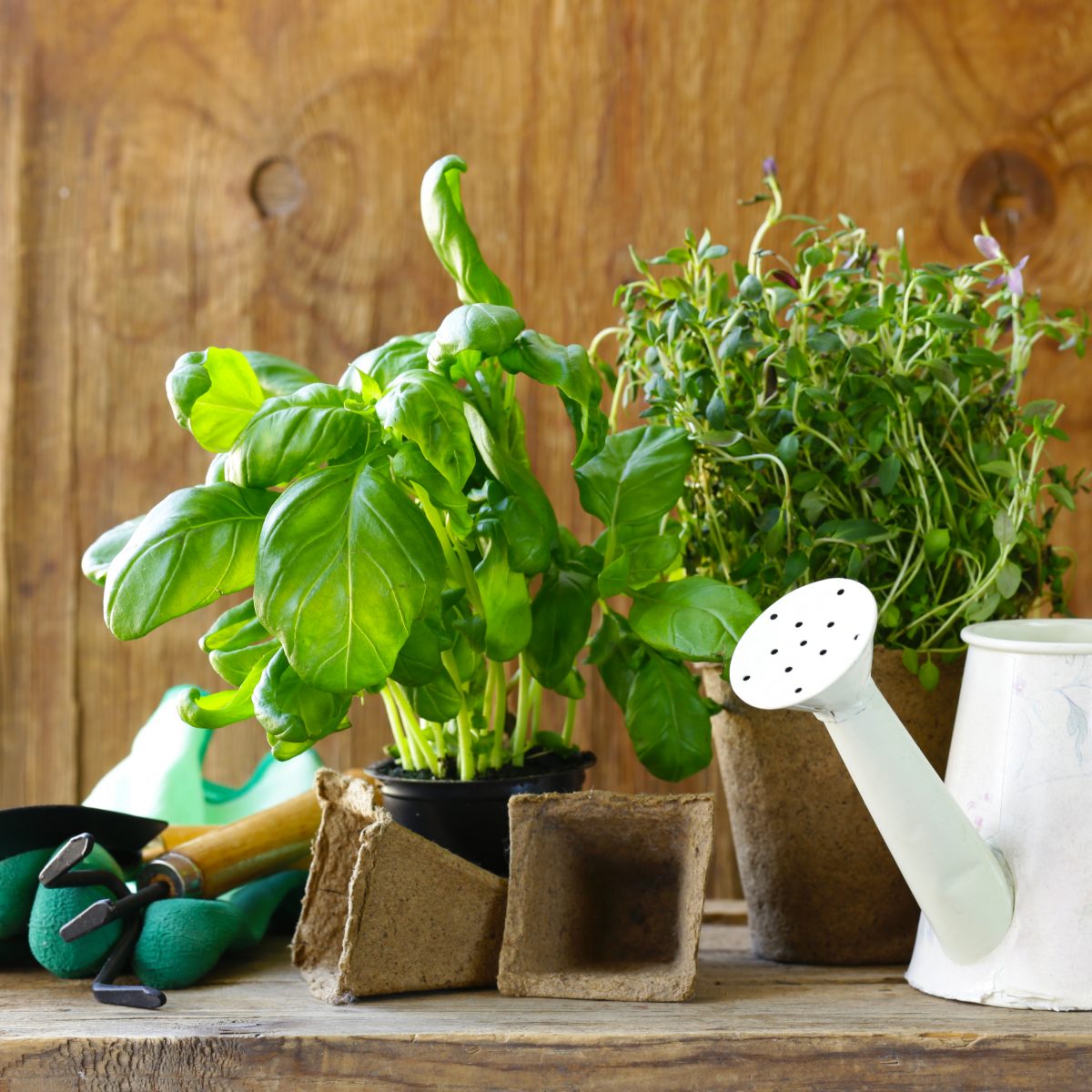 Leggy Seedlings What Causes Them and How to Correct Them Garden